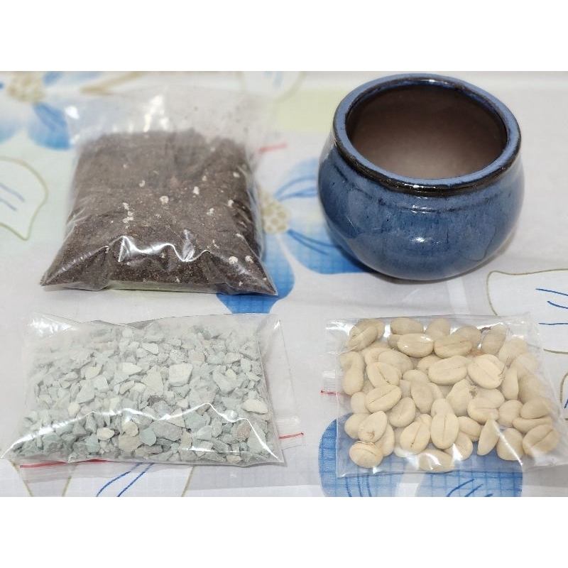 動手做很簡單的【咖啡種子或七里香種子小品盆栽DIY材料組】(圖一)***3組290元