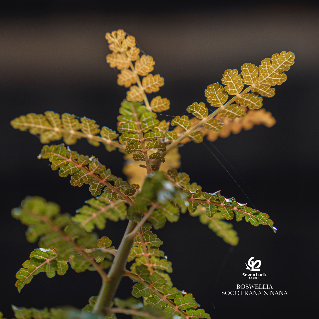 SL's植物園-索娜乳香.扦插Boswellia socotrana x nana