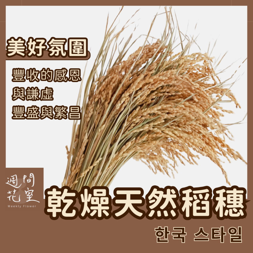 📦箱出保護！天然稻穗 稻米 水稻 乾稻草 稻穗裝飾 乾燥花材 花束 乾燥花 永生花 稻穀 道具 稻子 新年裝飾 麥穗