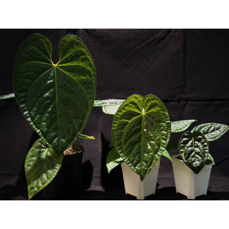 Anthurium  regale x Anthurium luxurians (皇交奢華）