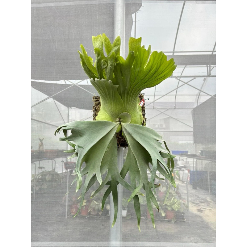 🌱愛客森🌱 娃恰拉P. willinckii cv. watchara
