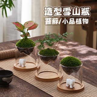 【草葉日和】苔蘚 花器 花盆 微景觀 雪山造型玻璃花器 盆栽 生態瓶 多肉植物 室內植物 玻璃花瓶 辦公室小物