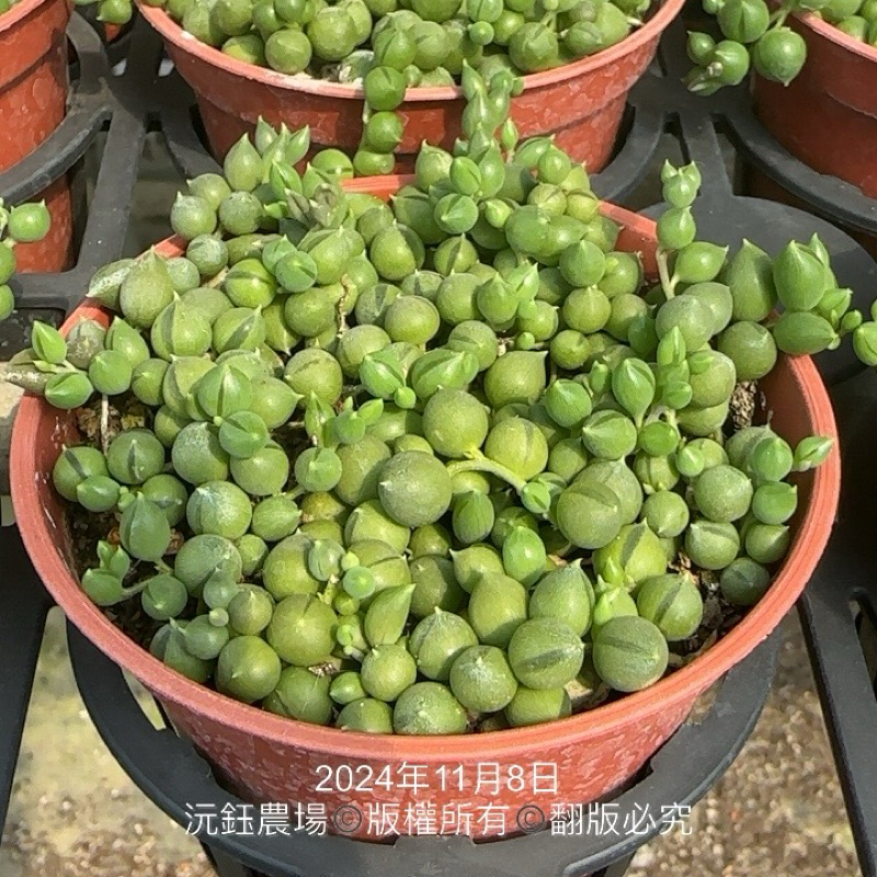 沅鈺農場   多肉植物   綠之鈴
