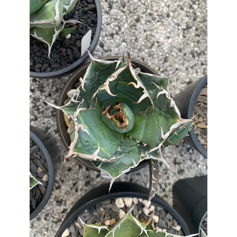 agave titanota 白鯨的價格推薦- 2026年6月| 比價比個夠BigGo