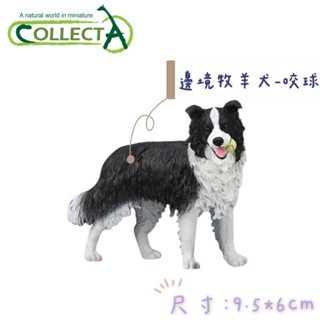 collectA 邊境牧羊犬 邊牧~英國高擬真模型 家犬 黑白色 牧羊犬 動物模型 商品尺寸:9.5x6cm (長x高)