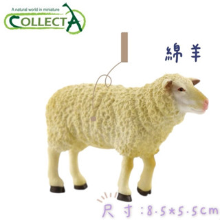 CollectA 英國高擬真模型 綿羊 羊 家羊 白羊 模擬 野生動物 動物模型 公仔