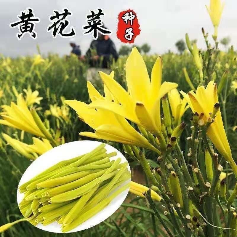 黃花菜種子 正宗大顆金針花種子 黃花菜種子 觀賞 食用 盆栽陽台 四季種植 超低價