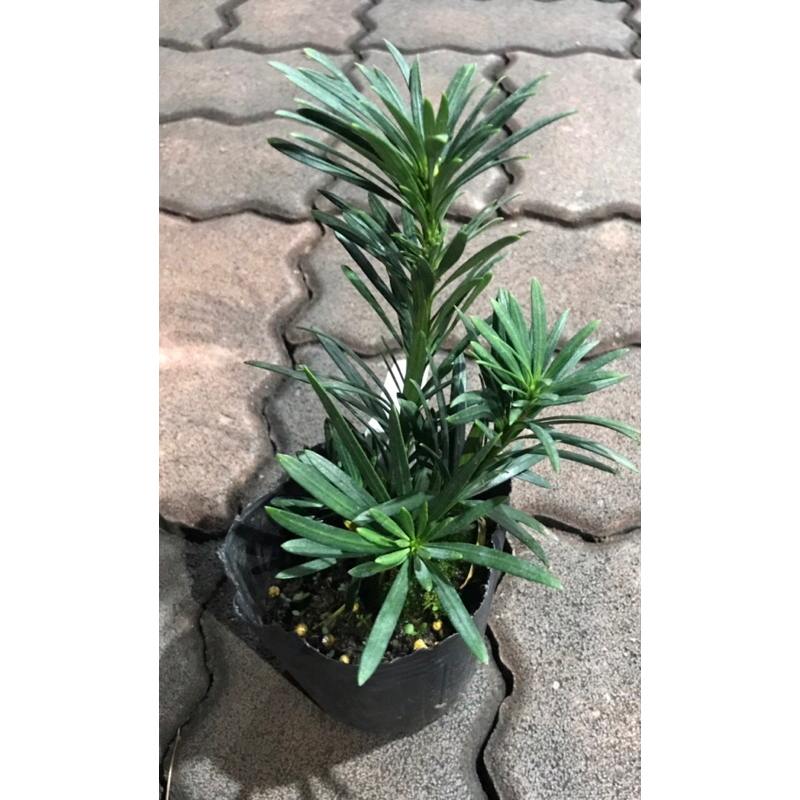 石化狂龍羅漢松（3.5寸黑軟盆）