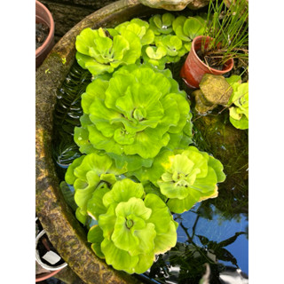 水芙蓉 ～日本玫瑰水芙蓉 浮水植物 生態缸 水質淨化 戶外缸 水生植物