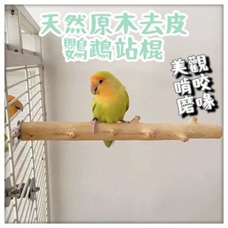 ☆小寵當家☆ 天然超硬酸棗木樹枝棲木站棍 最原始氣息適合各式小寵 鸚鵡 蜜袋