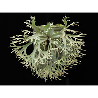 jenny珍妮鹿角蕨tc鹿角蕨觀葉植物珍妮600萬珍妮- FindPrice 價格網