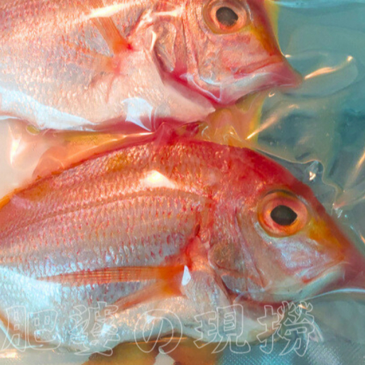 【肥婆の現撈】赤鯮魚、赤鬃