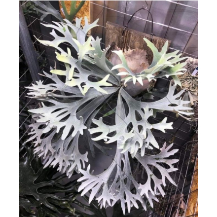 🐝BEE_PLANTS 台中鹿角蕨 白鹿孢子苗  鹿角蕨 (P.Bif sp white)