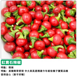 【48h出貨】櫻桃辣椒種子(微辣)~紅寶石辣椒種子~觀賞&食用皆宜~盆栽種植辣椒蔬菜種子#hot pepper