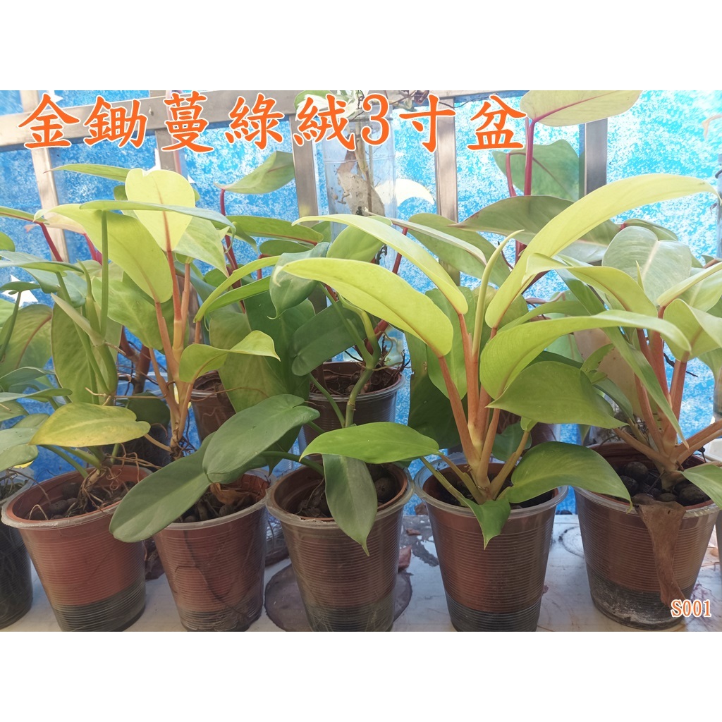 金鋤蔓綠絨3寸盆水耕土耕皆可S001