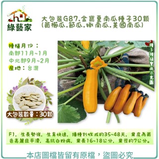 【綠藝家】大包裝G87.金寶夏南瓜種子(黃櫛瓜.節瓜.嫩南瓜.美國南瓜) 30顆(F1，果皮為黃色亮麗