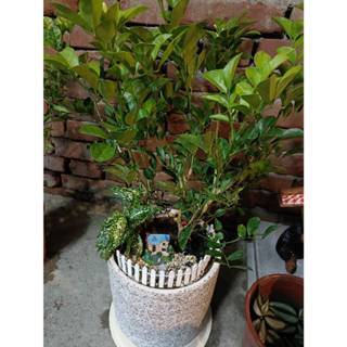寵物骨灰盆栽 寵物骨灰盆栽葬 【寵物秘密花園 】客製化商品 請私訊