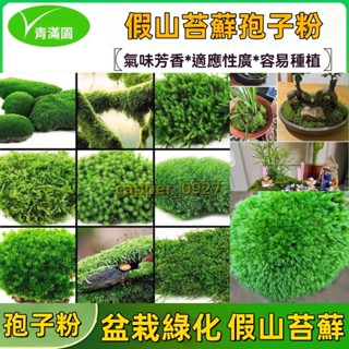 假山苔蘚孢子粉青苔種子（約3000粒）吸水石盆栽盆栽綠化微景觀草植物鋪面裝飾造景種子水生植物發芽率高