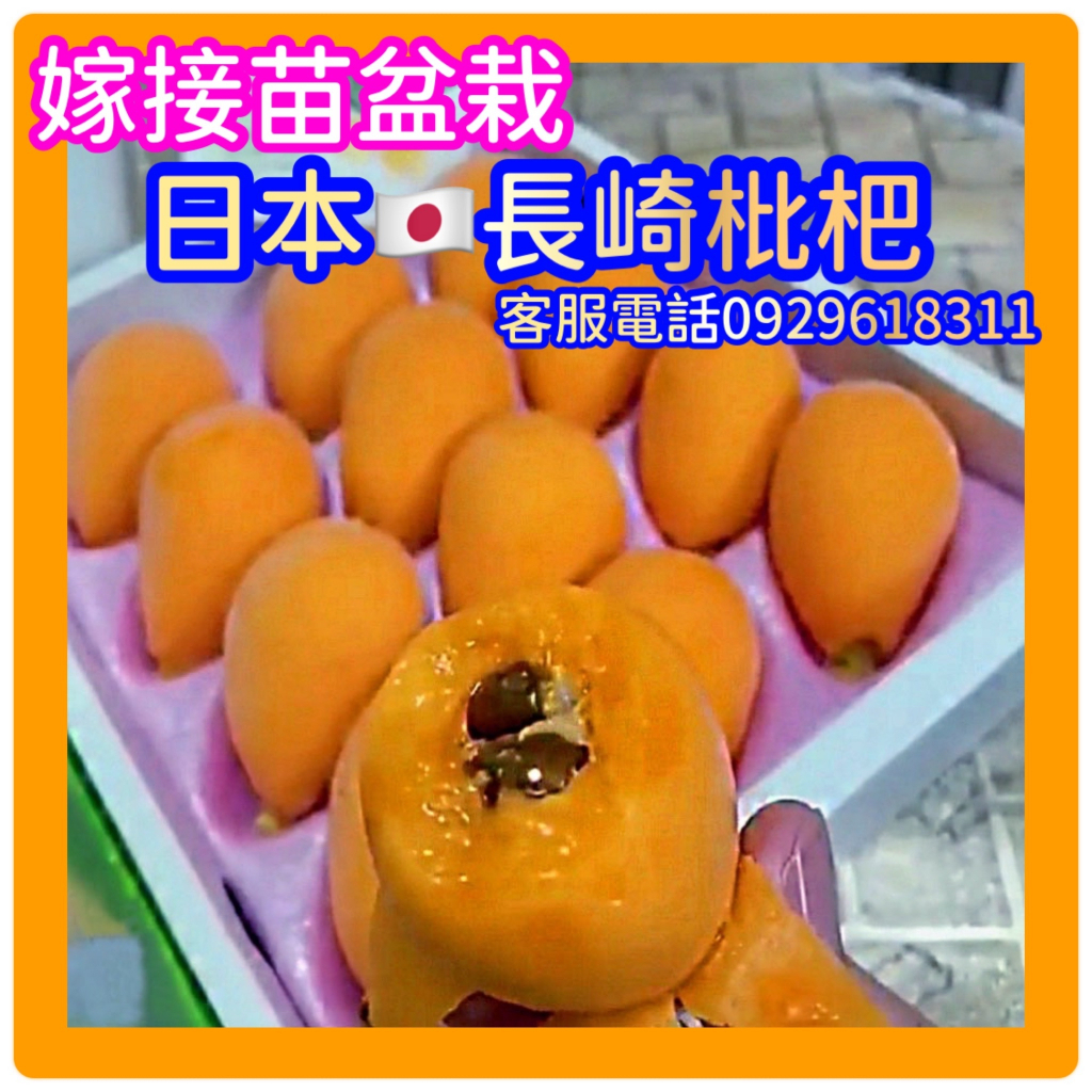 ✅日本長崎枇杷✅矮化盆栽✅快速產果新技術+可在南.北.盆栽陽台產果，絕對頂尖好吃！茂木枇杷 怪獸枇杷 大五星枇杷