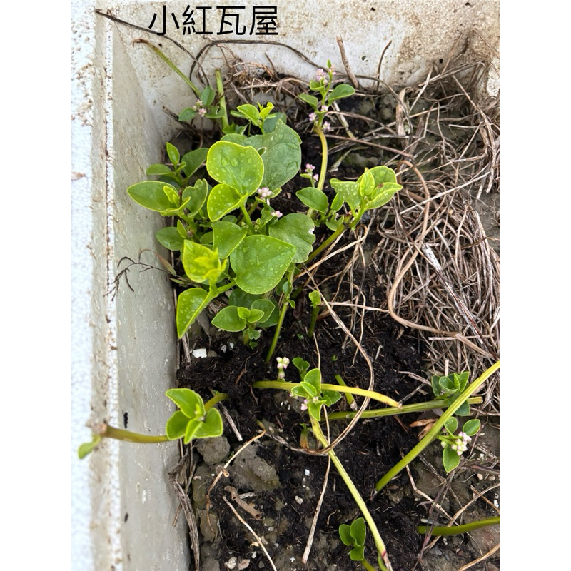 小紅瓦屋.皇宮菜仟插支條一支5元（蔬菜種子蔬菜苗）