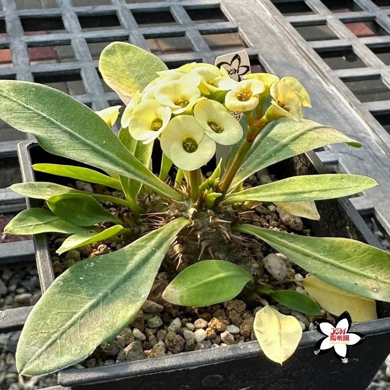 陽明園 大戟科 念珠大戟×花麒麟