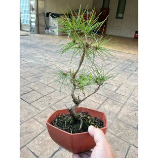 五葉松（中品盆栽） 赤石五葉松 中品の盆栽を販売｜盆栽妙 – 盆栽妙 本店