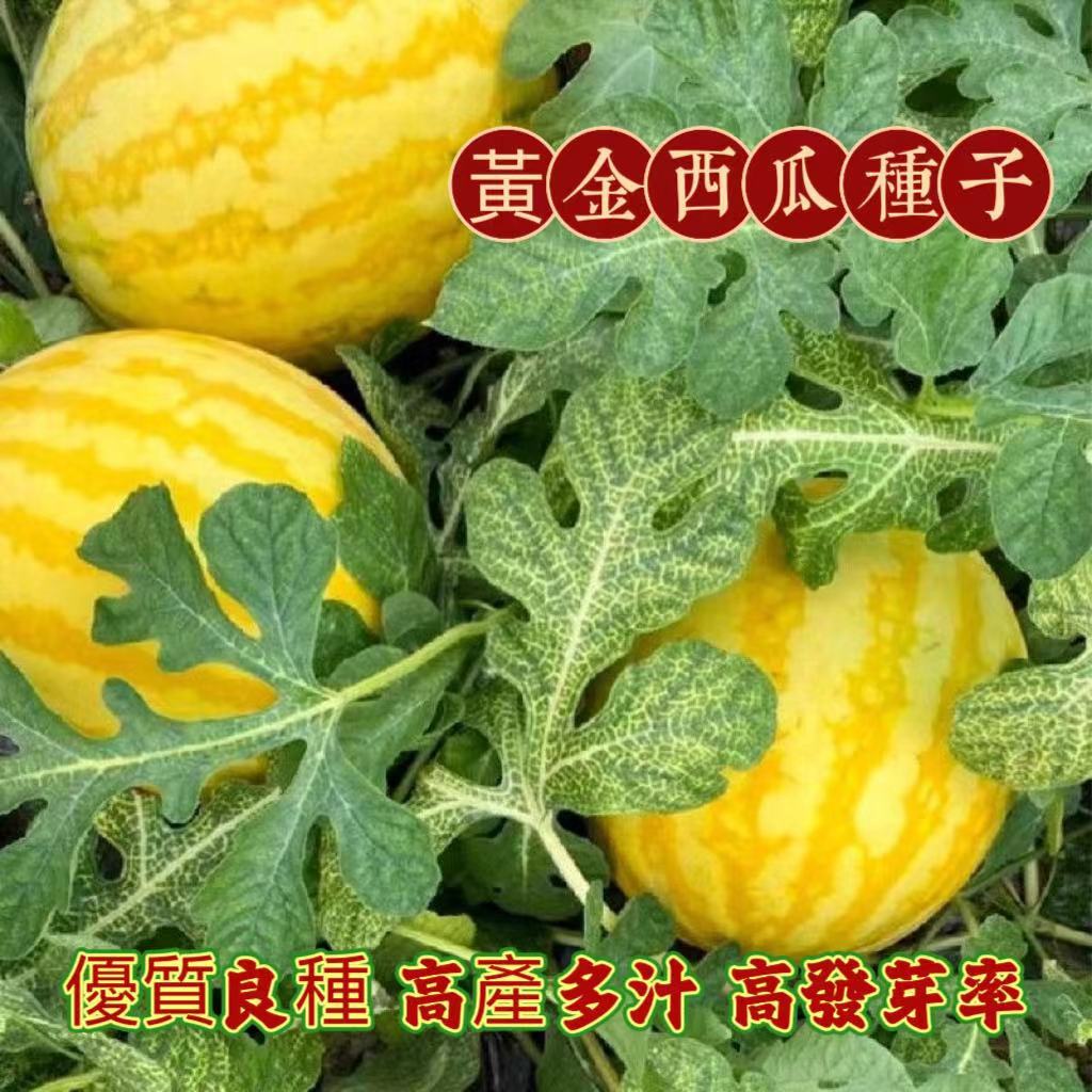 【西瓜種子】黃金西瓜 小品種西瓜 高產多汁 皮薄 黃皮紅肉爆汁西瓜 優質良種 高產無蟲害 高發芽率 多買多送