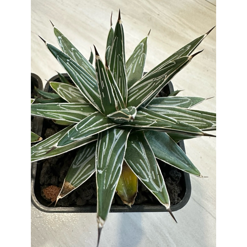 《細紋笹之雪》 側芽 嚴龍 Agave 多肉植物  龍舌蘭