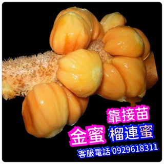✅金蜜榴槤蜜✅靠接苗✅最頂級品質-超熱銷 水果苗 樹苗 金蜜榴槤蜜苗 秋蜜榴槤蜜苗 紅喜榴槤蜜苗 紅肉榴槤蜜苗 槤蜜苗
