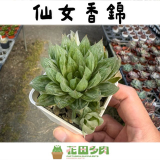 《花田多肉》🌵【仙女香錦】 3吋盆 玉露/多肉植物/仙人掌/百合科/阿福花亞科