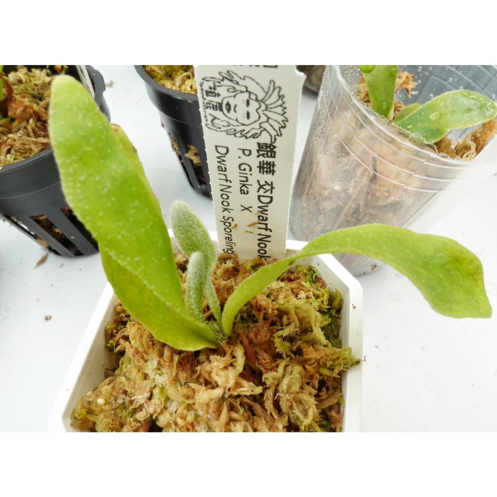 ビカクシダ vandaka plants | P. willinckii 'Spur