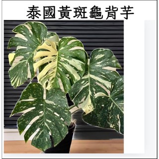 <柯比植物>觀葉植物 網紅植物 泰國斑葉龜背芋 泰斑龜 Monstera deliciosa (龜背芋、蔓綠絨、觀