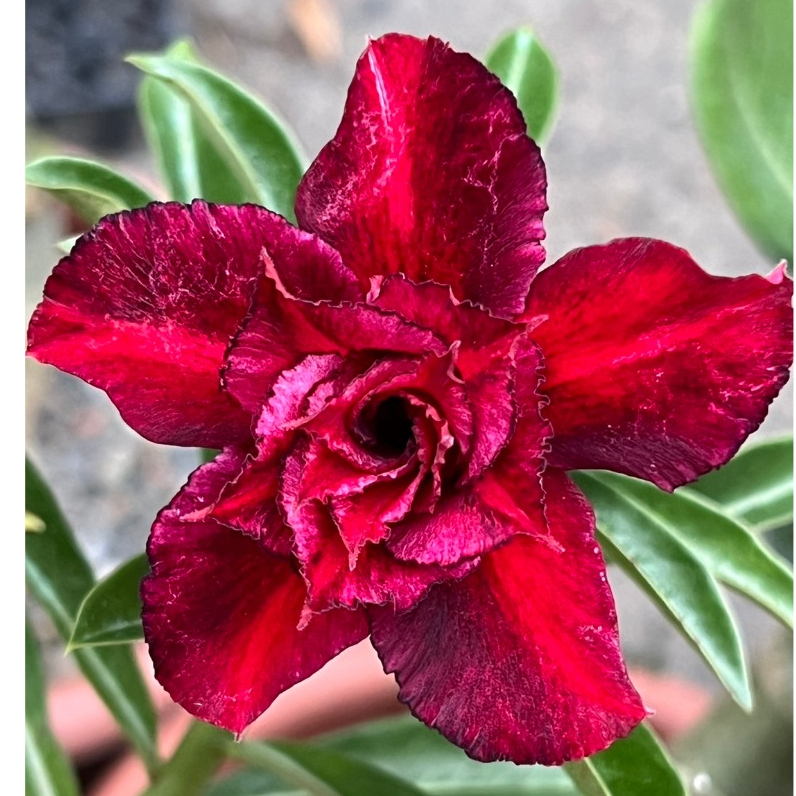 花植園 沙漠玫瑰 嫁接7吋盆(藍眼淚)