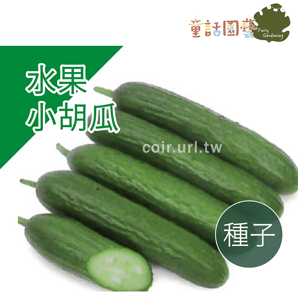 【現貨】【全館590免運】水果小胡瓜種子 水果小黃瓜-全雌 Cucumber  農友種苗 小黃瓜 黃瓜 童話園藝