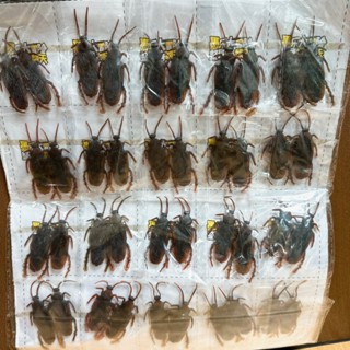 《翔翼玩具》模擬真實蟑螂 萬聖節 逼真蟑螂 模擬蟑螂 搞怪玩具 蟑螂玩具 玩具 模擬蟑螂63107 安全標章合格玩具