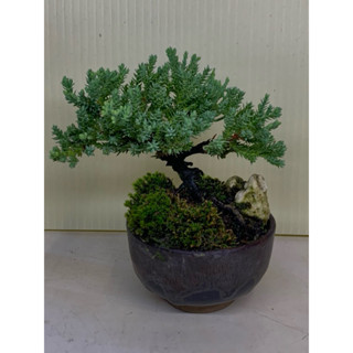 植plant & flower ~ 珍珠柏 迷你盆栽 微型盆栽 辦公桌植物 玩盆栽