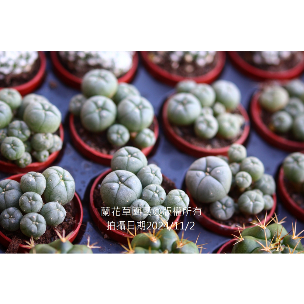 烏羽玉｜優惠推薦- 蝦皮購物- 2025年12月