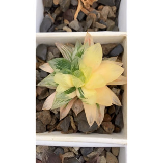 十二之卷/阿福科，花火玉露錦，半邊綠或黃，半邊均勻斑色，隨機出貨，需要挑選請私訊（側芽）(星夢園出品百合）