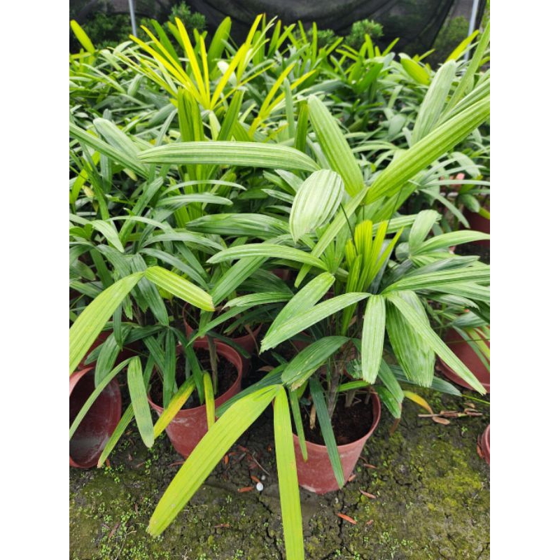 細葉棕櫚竹 觀音棕竹 棕櫚竹 室內植物 多年生 8 吋 特價 250 元