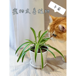［貓日子園藝］盆栽 吊蘭 附高質感陶瓷盆 三吋盆 寵物友善植物 觀葉植物 室內植物 居家植栽 懶人盆栽 禮物 辦公室小物