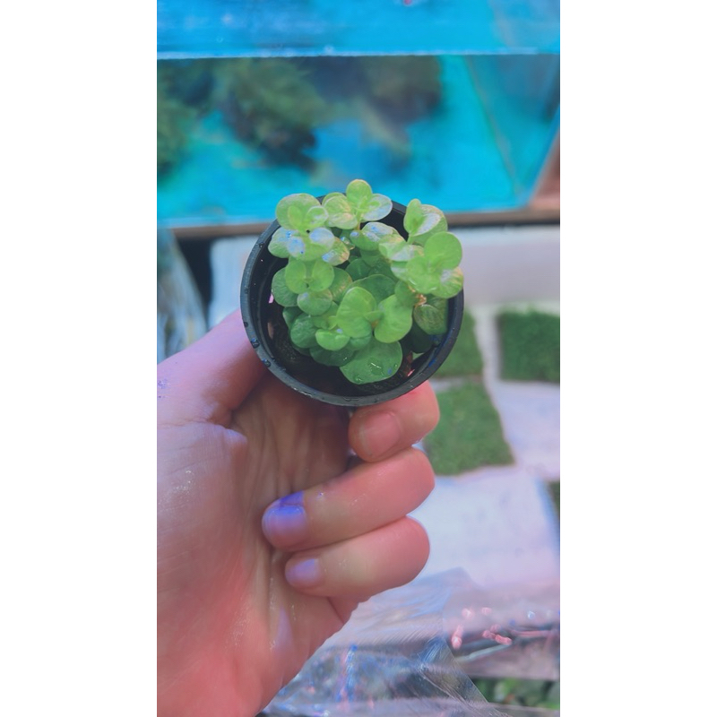 🆔女王耕植🆔黃金錢草#水草造景