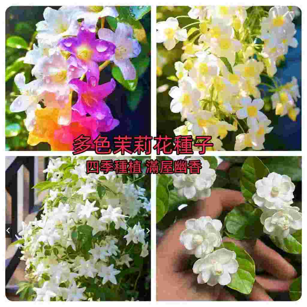 多彩茉莉種子 新品茉莉花 雙色茉莉茉莉花種子 四季易種活觀賞盆栽 清香濃郁花苗 室內外種植 滿屋飄香