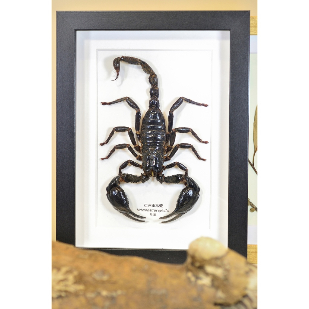 サソリ 標本 木製フレーム サソリ 標本 木製フレーム