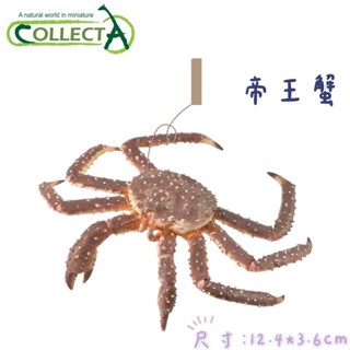 CollectA 英國高擬真模型 帝王蟹 座頭鯨 藍鯨 龍蝦 水滴魚 海洋動物模型 公仔