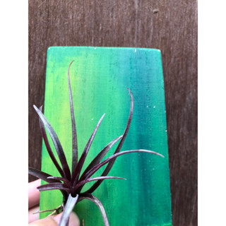 空氣鳳梨 莎禾園藝 Tillandsia Capitata v Domingensis 卡比它它多明尼加