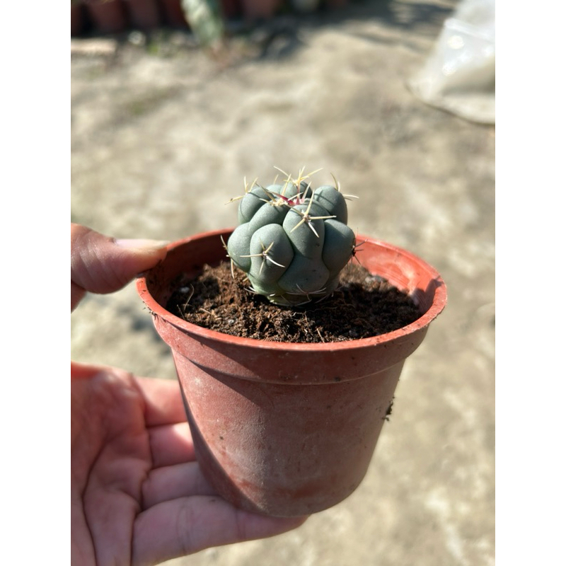《花鄉苗圃》  天晃、仙人掌