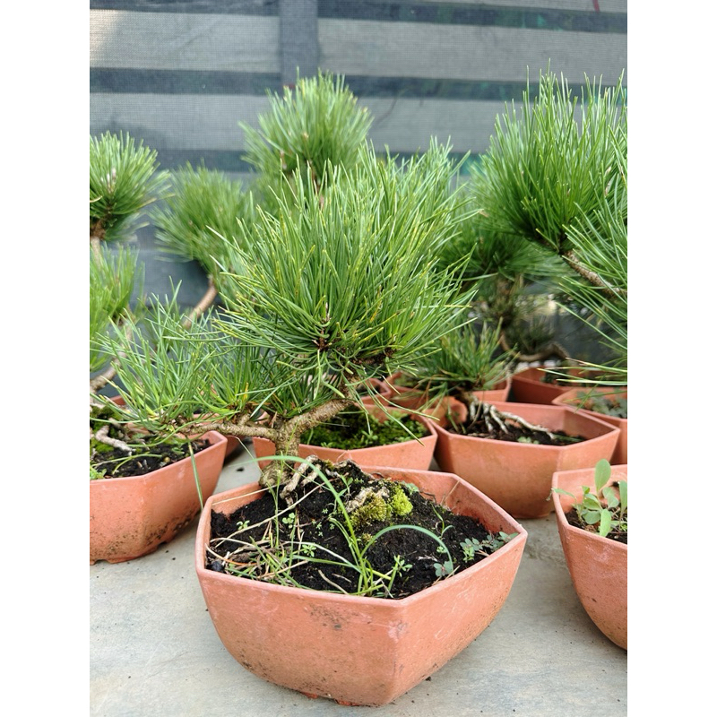 植物空間 造型黑松6寸 造型五葉松6寸 小品盆栽