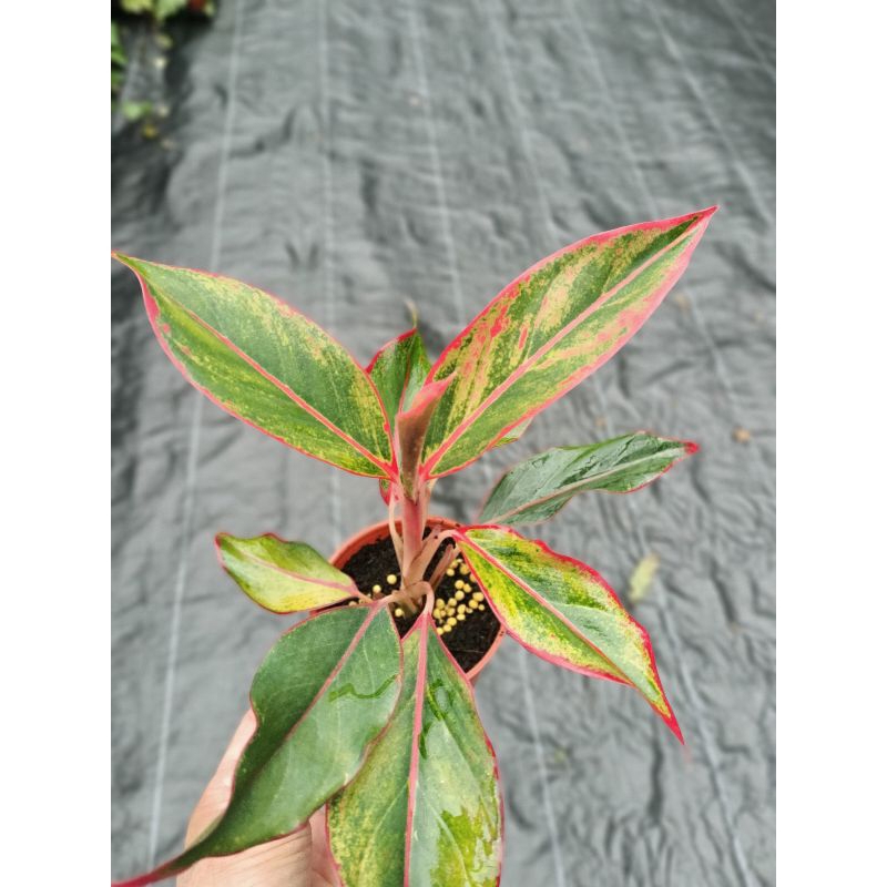 3吋盆極光粗肋草#粗肋草#極光#室內觀賞植物