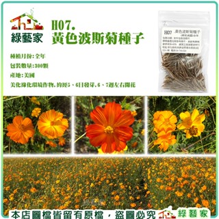 【綠藝家】H07.黃色波斯菊種子300顆(美化綠化環境作物 )花卉 花類種子 波斯菊