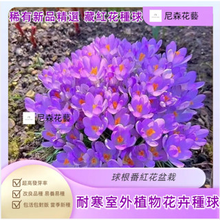 小樹盆栽 本家培育 微型盆栽【食用藥用】西藏藏紅花種球耐寒室外植物花卉種子球根番紅花盆栽水培植物 室內植物 迷你盆栽